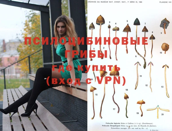 стаф Осташков