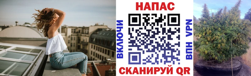 Канабис OG Kush  Кувшиново 